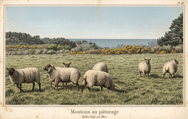 Illustration de moutons au pâturage, Belle-Île-en-Mer