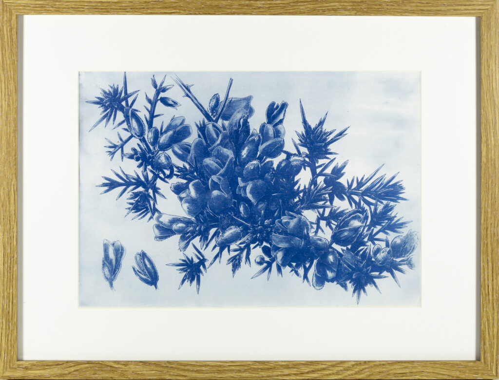 Ajoncs, Cyanotype