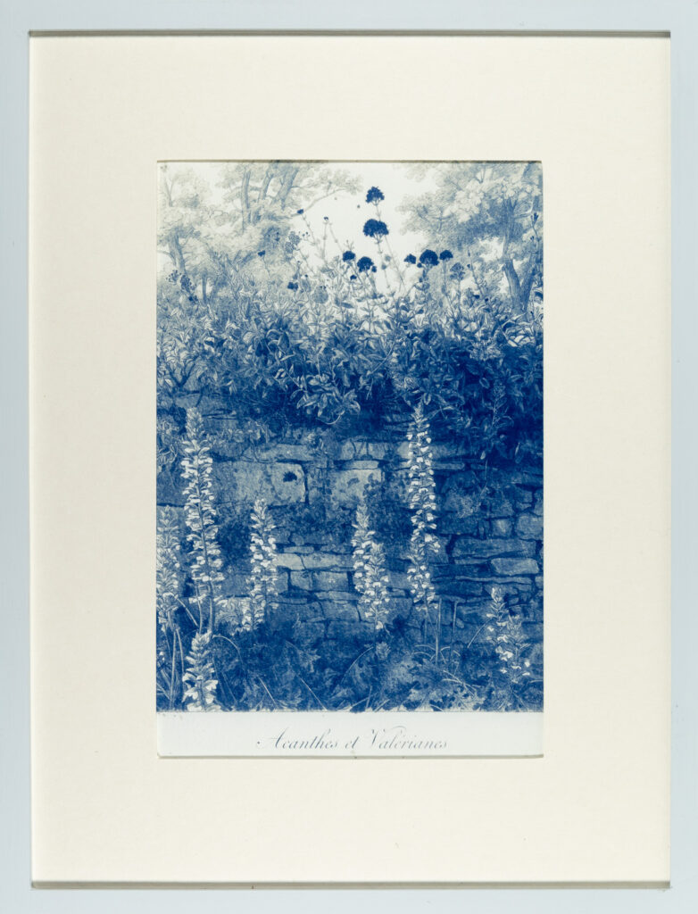 Acanthes et Valérianes à Locmaria, Belle-Ile-en-Mer, Cyanotype