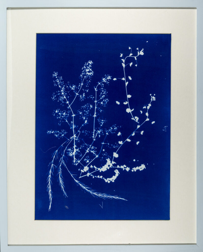 Fleurs du vallon de Calastren, Belle-Ile-en-Mer, Cyanaotype