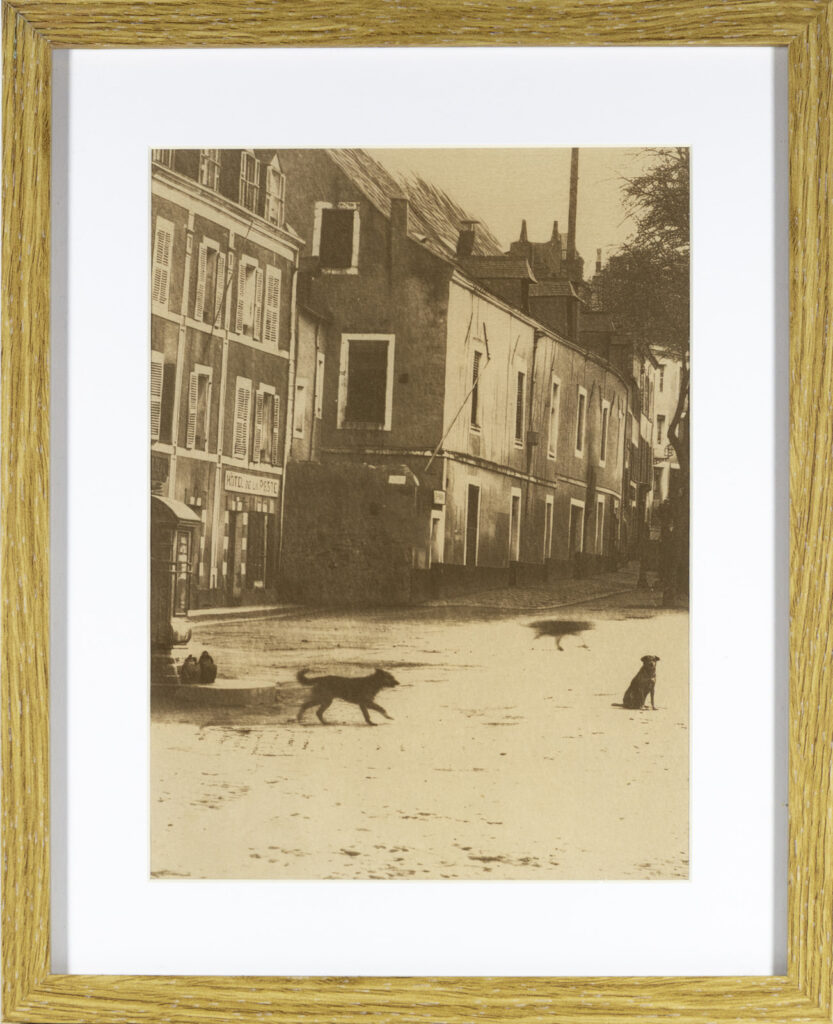 Chiens, Avenue Carnot, Le Palais à  Belle-Ile-en-Mer, Cyanotype