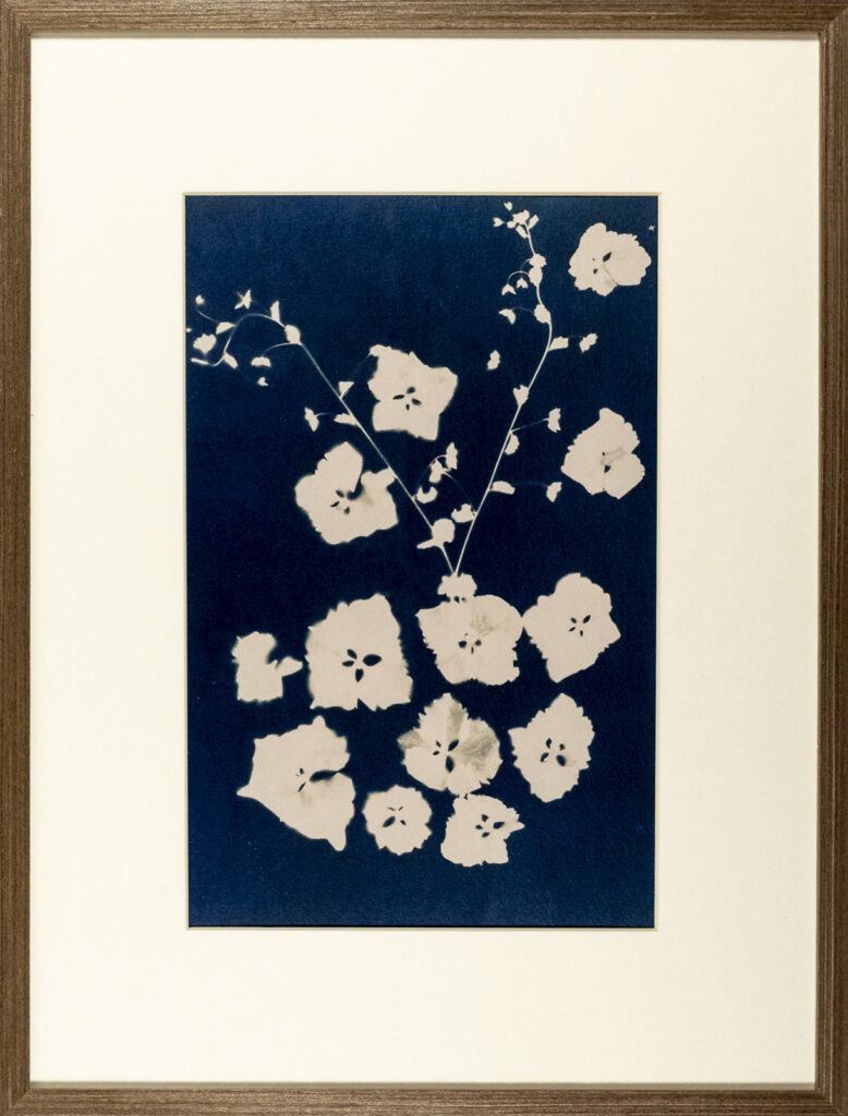 Pétales d’Hortensia, Belle-Ile-en-Mer, Cyanotype au thé noir