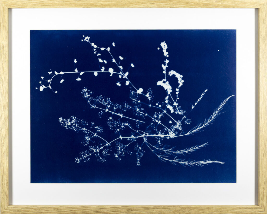 Fleurs et plantes du vallon de Calastren, Belle-Ile-en-Mer, Cyanotype