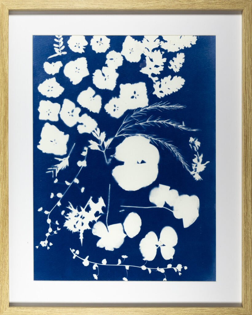 Pétales d’Hortensia et Coquelicot, Belle-Ile-en-Mer, Cyanotype