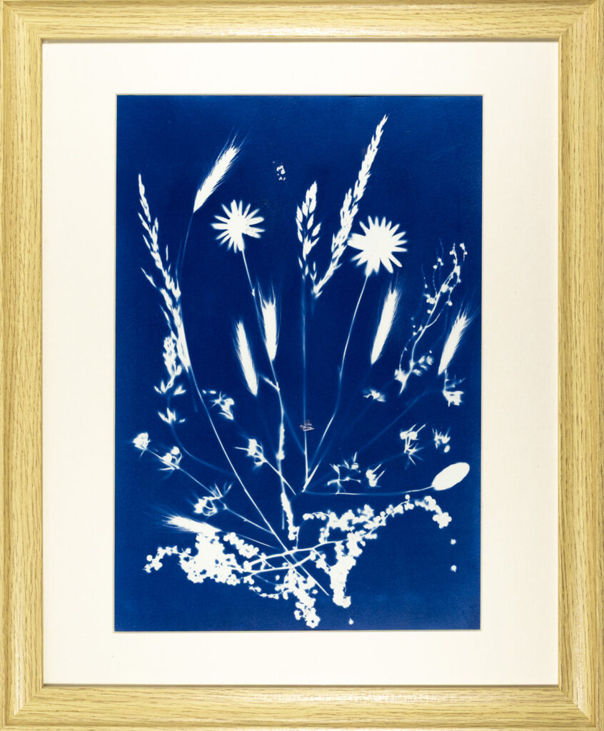 Herbes et Marguerites sauvages du vallon de Vazen, Belle-Ile-en-Mer, Cyanotype