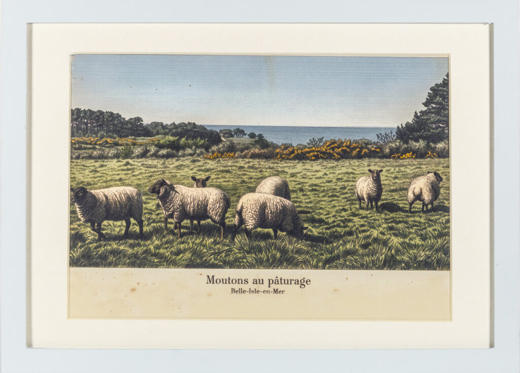 Moutons au Pâturage, Belle-Ile-en-Mer, Planche Illustrée